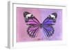 Miss Butterfly Genutia Profil - Pink & Purple-Philippe Hugonnard-Framed Photographic Print