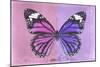 Miss Butterfly Genutia Profil - Pink & Purple-Philippe Hugonnard-Mounted Photographic Print