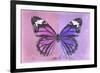 Miss Butterfly Genutia Profil - Pink & Purple-Philippe Hugonnard-Framed Photographic Print