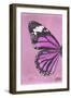 Miss Butterfly Genutia Profil - Pink-Philippe Hugonnard-Framed Photographic Print