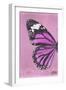 Miss Butterfly Genutia Profil - Pink-Philippe Hugonnard-Framed Photographic Print