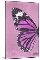 Miss Butterfly Genutia Profil - Pink-Philippe Hugonnard-Mounted Photographic Print