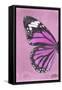 Miss Butterfly Genutia Profil - Pink-Philippe Hugonnard-Framed Stretched Canvas