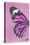 Miss Butterfly Genutia Profil - Pink-Philippe Hugonnard-Stretched Canvas