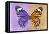 Miss Butterfly Genutia Profil - Purple & Honey-Philippe Hugonnard-Framed Stretched Canvas