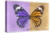 Miss Butterfly Genutia Profil - Purple & Honey-Philippe Hugonnard-Stretched Canvas