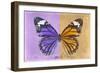 Miss Butterfly Genutia Profil - Purple & Honey-Philippe Hugonnard-Framed Photographic Print