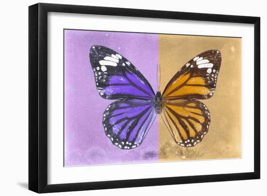 Miss Butterfly Genutia Profil - Purple & Honey-Philippe Hugonnard-Framed Photographic Print