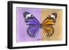 Miss Butterfly Genutia Profil - Purple & Honey-Philippe Hugonnard-Framed Photographic Print