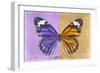 Miss Butterfly Genutia Profil - Purple & Honey-Philippe Hugonnard-Framed Photographic Print