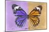 Miss Butterfly Genutia Profil - Purple & Honey-Philippe Hugonnard-Mounted Photographic Print