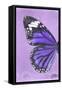 Miss Butterfly Genutia Profil - Purple-Philippe Hugonnard-Framed Stretched Canvas