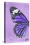 Miss Butterfly Genutia Profil - Purple-Philippe Hugonnard-Stretched Canvas