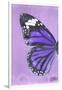 Miss Butterfly Genutia Profil - Purple-Philippe Hugonnard-Framed Photographic Print