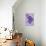 Miss Butterfly Genutia Profil - Purple-Philippe Hugonnard-Photographic Print displayed on a wall