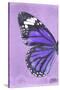 Miss Butterfly Genutia Profil - Purple-Philippe Hugonnard-Stretched Canvas