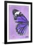 Miss Butterfly Genutia Profil - Purple-Philippe Hugonnard-Framed Photographic Print