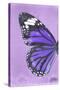 Miss Butterfly Genutia Profil - Purple-Philippe Hugonnard-Stretched Canvas