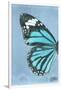 Miss Butterfly Genutia Profil - Turquoise-Philippe Hugonnard-Framed Photographic Print