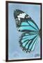 Miss Butterfly Genutia Profil - Turquoise-Philippe Hugonnard-Framed Photographic Print