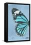 Miss Butterfly Genutia Profil - Turquoise-Philippe Hugonnard-Framed Stretched Canvas