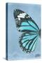 Miss Butterfly Genutia Profil - Turquoise-Philippe Hugonnard-Stretched Canvas