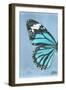Miss Butterfly Genutia Profil - Turquoise-Philippe Hugonnard-Framed Photographic Print