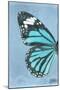 Miss Butterfly Genutia Profil - Turquoise-Philippe Hugonnard-Mounted Photographic Print