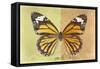 Miss Butterfly Genutia Profil - Yellow & Honey-Philippe Hugonnard-Framed Stretched Canvas