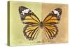 Miss Butterfly Genutia Profil - Yellow & Honey-Philippe Hugonnard-Stretched Canvas