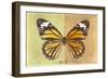 Miss Butterfly Genutia Profil - Yellow & Honey-Philippe Hugonnard-Framed Photographic Print