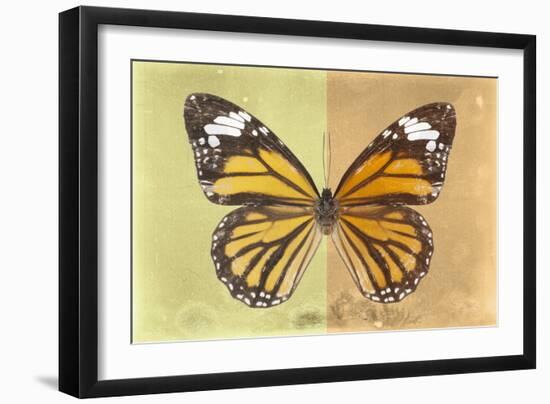 Miss Butterfly Genutia Profil - Yellow & Honey-Philippe Hugonnard-Framed Photographic Print