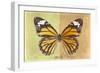 Miss Butterfly Genutia Profil - Yellow & Honey-Philippe Hugonnard-Framed Photographic Print