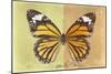 Miss Butterfly Genutia Profil - Yellow & Honey-Philippe Hugonnard-Mounted Photographic Print