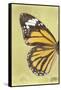 Miss Butterfly Genutia Profil - Yellow-Philippe Hugonnard-Framed Stretched Canvas