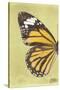 Miss Butterfly Genutia Profil - Yellow-Philippe Hugonnard-Stretched Canvas