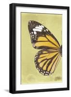 Miss Butterfly Genutia Profil - Yellow-Philippe Hugonnard-Framed Photographic Print