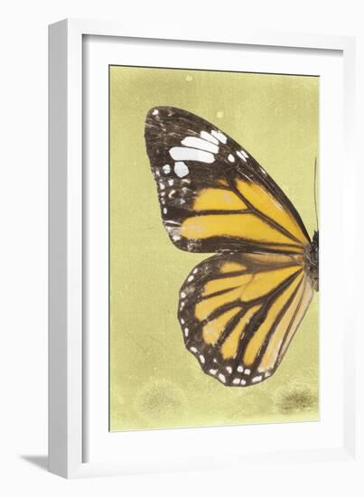 Miss Butterfly Genutia Profil - Yellow-Philippe Hugonnard-Framed Photographic Print