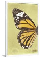 Miss Butterfly Genutia Profil - Yellow-Philippe Hugonnard-Framed Photographic Print