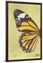 Miss Butterfly Genutia Profil - Yellow-Philippe Hugonnard-Framed Photographic Print