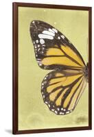 Miss Butterfly Genutia Profil - Yellow-Philippe Hugonnard-Framed Photographic Print