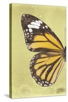 Miss Butterfly Genutia Profil - Yellow-Philippe Hugonnard-Stretched Canvas