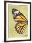 Miss Butterfly Genutia Profil - Yellow-Philippe Hugonnard-Framed Photographic Print