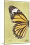 Miss Butterfly Genutia Profil - Yellow-Philippe Hugonnard-Mounted Photographic Print
