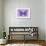 Miss Butterfly Genutia - Purple-Philippe Hugonnard-Framed Photographic Print displayed on a wall