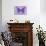 Miss Butterfly Genutia - Purple-Philippe Hugonnard-Mounted Photographic Print displayed on a wall