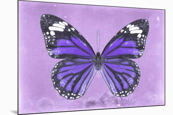 Miss Butterfly Genutia - Purple-Philippe Hugonnard-Mounted Photographic Print