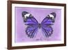 Miss Butterfly Genutia - Purple-Philippe Hugonnard-Framed Photographic Print