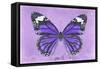 Miss Butterfly Genutia - Purple-Philippe Hugonnard-Framed Stretched Canvas