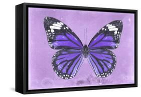 Miss Butterfly Genutia - Purple-Philippe Hugonnard-Framed Stretched Canvas